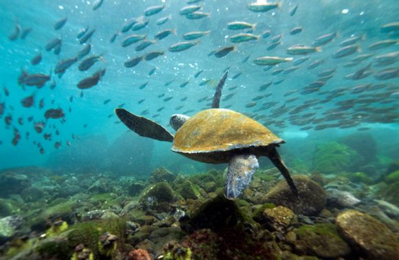 GALÁPAGOS 