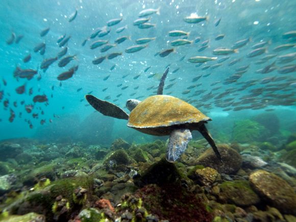 GALÁPAGOS 